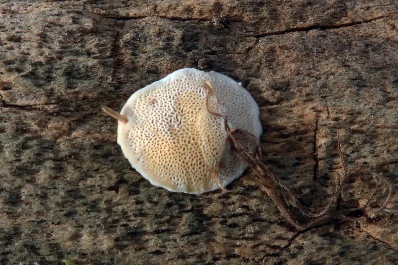 Flavidoporia mellita 1 - IMG_2944